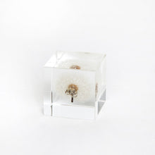 Load image into Gallery viewer, Sola Cube
