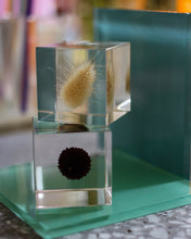 Load image into Gallery viewer, Sola Cube
