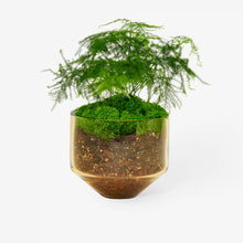 Load image into Gallery viewer, Model Three Planter in Amber
