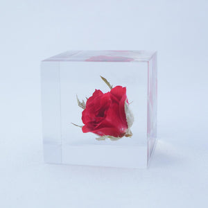 Sola Cube